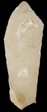 Malm acanthochirana schwimmkre gebraucht kaufen  Erlangen