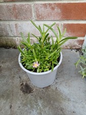 Delosperma cooperi delmara for sale  SOUTHAMPTON