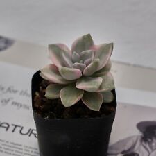 Graptopetalum purple delight for sale  Northport