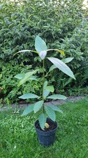 Avocado plant pot for sale  ELY
