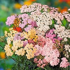 Achillea pastel mix for sale  WELSHPOOL