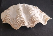 Tridacna clam shell for sale  KILMARNOCK