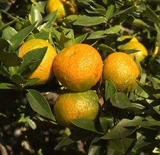 Agrumi myrtifolia chinotto usato  Napoli