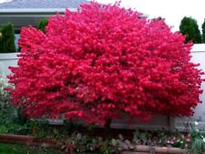 Euonymus dwarf shrub for sale  Mcminnville