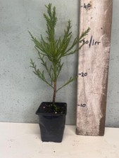 Sequoiadendron giganteum giant for sale  INVERNESS