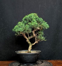 Bonsai chinesischer wacholder gebraucht kaufen  Bielefeld