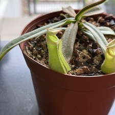 Nepenthes albomarginata attenb gebraucht kaufen  Berlin