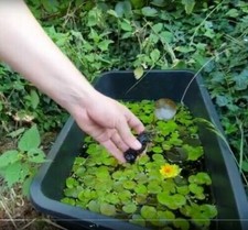 Gelb zwergseerose kleine gebraucht kaufen  Kaiserslautern