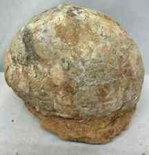 Genuine dinosaur fossil for sale  Point Pleasant Beach