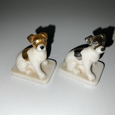 jack russells for sale jack russells for sale ABERYSTWYTH