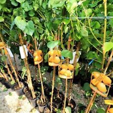 Albicocchi fracasso alberi usato  Bettona
