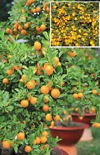 kumquat gebraucht kaufen kumquat gebraucht kaufen Kaiserslautern