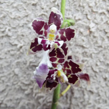 Oncidium guann shin for sale  HALSTEAD