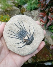 Fossil trilobite dicranurus d'occasion  Expédié en Belgium