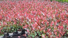 Glanzmispel photinia fraseri gebraucht kaufen  Twistringen