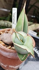 sansevieria for sale sansevieria for sale GLOUCESTER