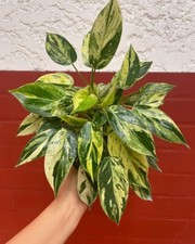 Philodendron emerald king d'occasion  Expédié en Belgium