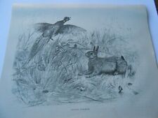 Usado, Gravure 1885 -  Chasse Double surprise le lièvre et le Faisan comprar usado  Enviando para Brazil