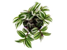 Wow albiflora variegata gebraucht kaufen  Sontra