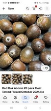 Red oak acorns for sale  Brewer