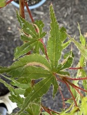 Acer palmatum kagari for sale  Independence