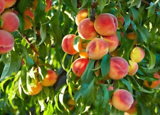 Dwarf peach heirloom for sale  LONDON
