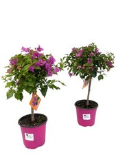 Drillingsblume bougainvillea s gebraucht kaufen  Düsseldorf