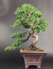 bonsai giapponese usato bonsai giapponese usato Cison di Valmarino