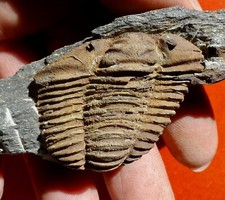 Trilobite ordovicien bretagne d'occasion  Cuxac-d'Aude