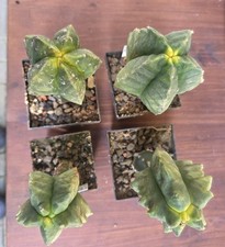 Astrophytum myriostigma kikko gebraucht kaufen  Dresden