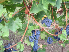 Vino rosso montepulciano usato  Cerveteri