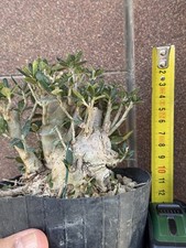 Olivastro bonsai mame usato Olivastro bonsai mame usato  Italia