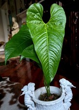 Rare anthurium chilmabajense for sale  Glenmoore