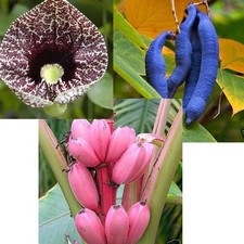 Samen gespensterpflanze blaugu gebraucht kaufen  Calw