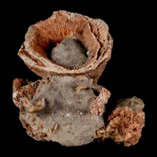 3.3 thamnopora coral for sale 3.3 thamnopora coral for sale  Post Falls