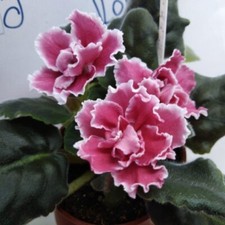 African violet berry for sale  Elberton