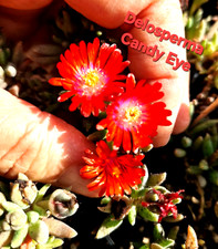 Delosperma candy eye gebraucht kaufen  Maintal