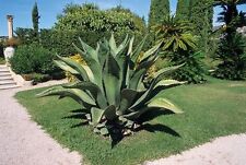 Agave ferox century for sale  Miami