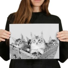 Cute maine coon for sale  SELBY