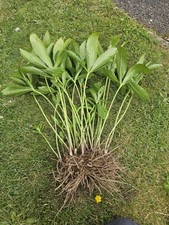 Heleborus orientalis bare for sale  WINKLEIGH