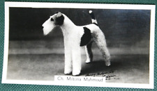 Wire fox terrier for sale  DERBY