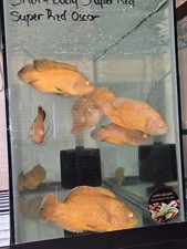 Super red oscar for sale  Kissimmee