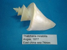 Thatcheria mirabilis coquillag d'occasion  Conty