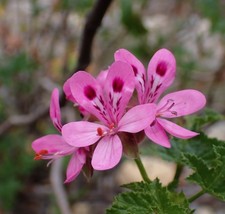Pelargonium glutinosum seeds for sale  STOWMARKET