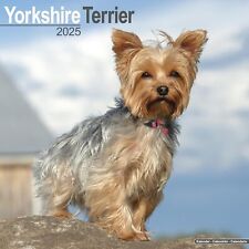 Yorkshire terrier 2025 for sale  Salem