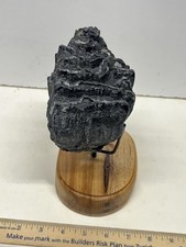 Mammoth tooth fossil for sale  Beaufort