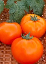 Tomato persimmon seeds. for sale  Brooklyn