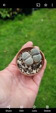 Lithops three plants for sale  SEVENOAKS