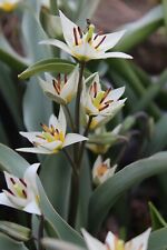 Wildtulpen turkestanica tulpen gebraucht kaufen  Petersberg, Wettin-Löbejün