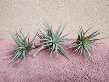 tillandsia usato tillandsia usato Genova